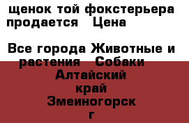 щенок той-фокстерьера продается › Цена ­ 25 000 - Все города Животные и растения » Собаки   . Алтайский край,Змеиногорск г.